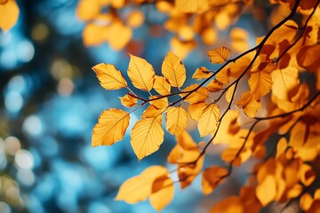 Fototapeta premium Closeup of golden autumn leaves on a branch with blue background