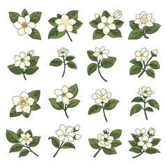 Set of jasmine flower with green leaf