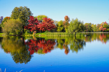 Fototapeta premium Scenic fall views with orange,yellow and red leaves on trees along the Dows Lake and Rideau Canal with bright blue skies in Ottawa,Ontario,Canada 