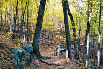 A quiet trail through a leaf strewn forest floor and board walks beckon visitors to soak in the autumn and fall season amidst a profusion of orange,red and yellow colors at Gatineau Park,Quebec,Canada