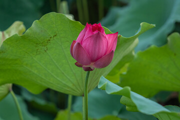 Royalty high quality free stock footage of a lotus flower. The background is the lotus leaf and pink lotus flowers and lotus bud in a pond
