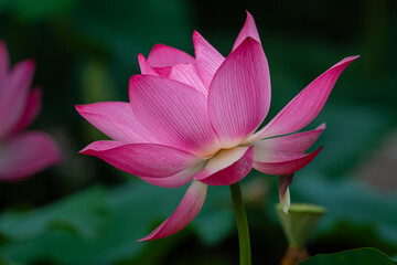 Royalty high quality free stock footage of a lotus flower. The background is the lotus leaf and...