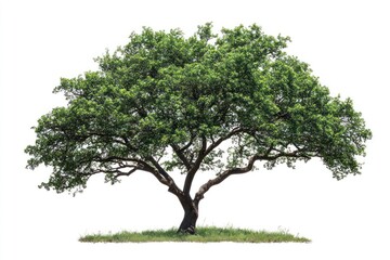 A high-resolution tree, isolated on white, showcasing the fine details of its leaves and texture