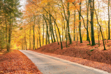 Autumn, road and trees in nature with leaves in park, field or garden for outdoor landscape environment. Weather, Marselisborg forest and plants for fall season in woods at countryside in Denmark.