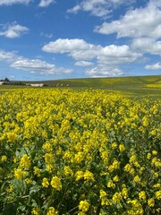 Obraz premium field of yellow flowers