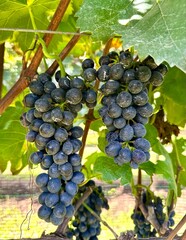 Close Up Of bunch of grapes on a wineyard