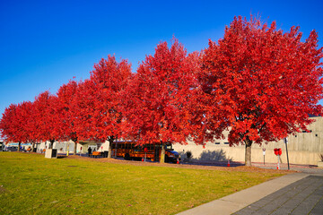 Stunning bright red canadian maple trees showcase the beauty of Fall and Autumn in a park near the Canadian War Museum in Ottawa,Ontario,Canada 