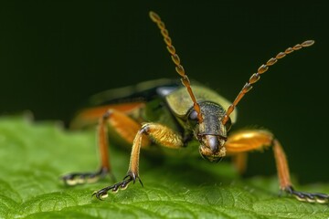 Fototapeta premium Close-up of green beetle insect with vibrant orange legs. Beetle head slightly tilted, antennae visible, adding intricate details to appearance. Green background blurred, making beetle focal point.