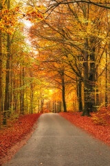 Autumn season, nature and trees with leaves in park, field or garden for outdoor landscape...