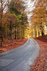 Forest, autumn or trees with road or leaves for season, change or natural foliage in countryside. Empty, woods or branches with outdoor path, street or asphalt of eco friendly scenery or nature fall
