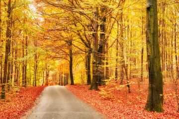 Fototapeta premium Autumn, landscape and trees with leaves in park, field or garden for outdoor nature environment. Weather, Marselisborg forest and golden plants for fall season in woods at countryside in Denmark.