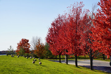 Stunning bright red canadian maple trees showcase the beauty of Fall and Autumn in a park near the Canadian War Museum in Ottawa,Ontario,Canada 