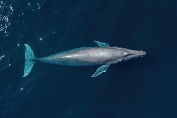Aerial drone shot of large blue whale swimming in ocean. Majestic mammal glides through blue water, massive body undulating as moves. Whale sheer size, power awe-inspiring as navigates underwater