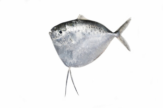 Fresh Razor Moonfish (Mene maculata) in white background