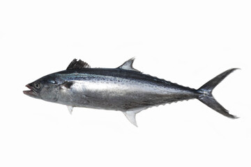 narrow-barred Spanish mackerel (Scomberomorus commerson) 