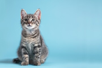 Obraz premium Gray tabby cat sits on light blue background, adorable pet looking lovely. Fluffy fur, whiskers, and cute face. Suitable for copy space, advertisement, and branding.