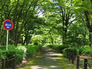 北の丸公園の散歩道