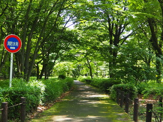 北の丸公園の散歩道