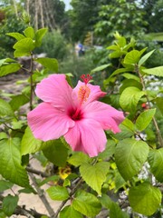 Pink hibiscus flower