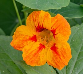 Closeup of Beautiful Nasturtium Bloom, York Pennsylvania USA