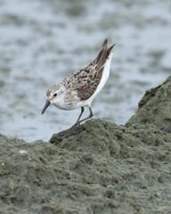 Semipalmated Sandpiper