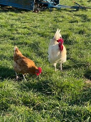 A close-up shot of a brown hen standing on a grassy field. The hen’s bright red comb and wattles stand out against its brown feathers, which glisten in the sunlight. The background is softly blurred, 