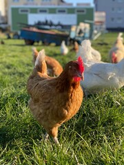 A close-up shot of a brown hen standing on a grassy field. The hen’s bright red comb and wattles stand out against its brown feathers, which glisten in the sunlight. The background is softly blurred, 