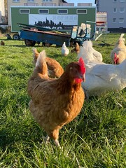 A close-up shot of a brown hen standing on a grassy field. The hen’s bright red comb and wattles stand out against its brown feathers, which glisten in the sunlight. The background is softly blurred, 