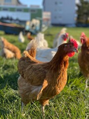 A close-up shot of a brown hen standing on a grassy field. The hen’s bright red comb and wattles stand out against its brown feathers, which glisten in the sunlight. The background is softly blurred, 