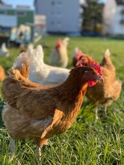 A close-up shot of a brown hen standing on a grassy field. The hen’s bright red comb and wattles stand out against its brown feathers, which glisten in the sunlight. The background is softly blurred, 