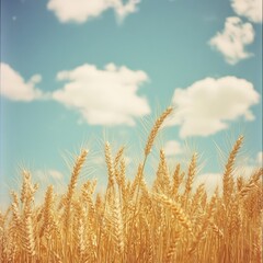Fototapeta premium Golden Wheat Field Against a Blue Sky