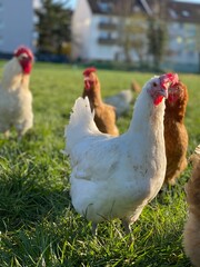 A close-up shot of a brown hen standing on a grassy field. The hen’s bright red comb and wattles stand out against its brown feathers, which glisten in the sunlight. The background is softly blurred, 
