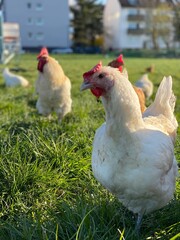 A close-up shot of a brown hen standing on a grassy field. The hen’s bright red comb and wattles stand out against its brown feathers, which glisten in the sunlight. The background is softly blurred, 