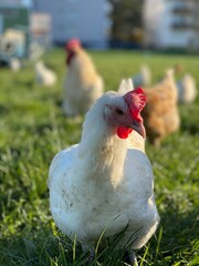 A close-up shot of a brown hen standing on a grassy field. The hen’s bright red comb and wattles stand out against its brown feathers, which glisten in the sunlight. The background is softly blurred, 
