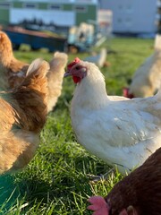 A close-up shot of a brown hen standing on a grassy field. The hen’s bright red comb and wattles stand out against its brown feathers, which glisten in the sunlight. The background is softly blurred, 