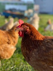 A close-up shot of a brown hen standing on a grassy field. The hen’s bright red comb and wattles stand out against its brown feathers, which glisten in the sunlight. The background is softly blurred, 