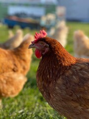 A close-up shot of a brown hen standing on a grassy field. The hen’s bright red comb and wattles stand out against its brown feathers, which glisten in the sunlight. The background is softly blurred, 