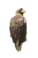 Obraz premium Beautiful Steller's sea eagle on white background. Exotic bird