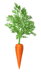 Fresh ripe carrot with green leaves isolated on white