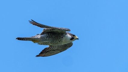 青空バックに頭上を悠然と飛ぶハヤブサ成鳥