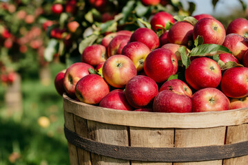 A crate full of red apples. The crate is wooden and is placed in a field. The apples are shiny and ripe