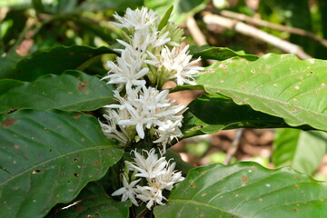 White coffee flower blooming in Coorg,indonesia