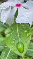 water drops on a green leaf