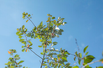 Young green leaves on a cherry tree. Clear blue sky.