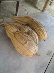 ceme vegetables that will be used as seeds for replanting