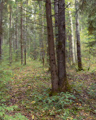 Obraz premium Autumn landscape in the forest. The first days of autumn with yellowed leaves.