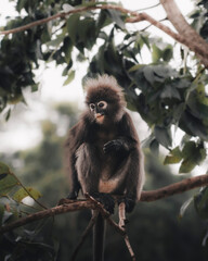Dusky leaf monkey - Langkawi - Malaysia 