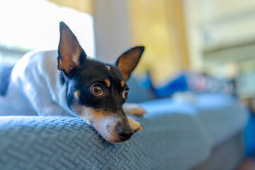 A close-up of a small toy fox terrier dog with alert ears, lying on a patterned blue surface,...