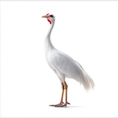 Obraz premium Elegant White Bird with Red Facial Features