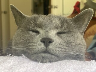 portrait of a cat